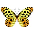 Beautiful exotic butterfly motley yellow. Vector illustration on a white background. Royalty Free Stock Photo